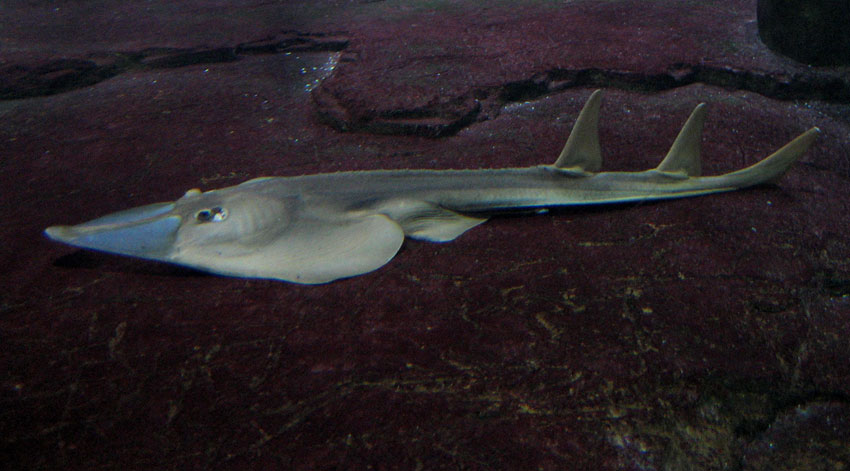 shark stingray